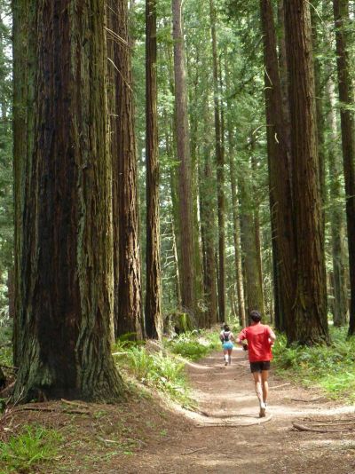 Runners in redwood forest on Miwok trail